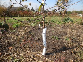 Rabbits, mice, rats and other vermin love to chow down on the bark of young fruit trees. Well, they don't love it; they do this out of desperation and hunger. The solution is simple and inexpensive. Wrap a spiral shaped plastic protector around each fruit tree in your yard this weekend. Do this for the first five or six years of its life. After that, the bark is so tough even and sharp-toothed rabbit will have lost interest in it.