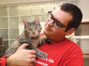 Pierre Desjardins, a registered veterinary technician at the OSPCA Sudbury and District Animal Centre, holds Fuschia, a female tabby that is available for adoption. The Sudbury SPCA is reducing adoption fees on all cats and kittens to $25 between Black Friday and Giving Tuesday. John Lappa/Sudbury Star/Postmedia Network