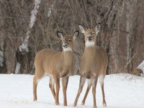 Chatham-Kent OPP say they’re received 22 reports so far this year of vehicle collisions with deer. The local detachment issued a warning and some tips Thursday morning, including this one: Never veer for a deer; stay in your lane of traffic.