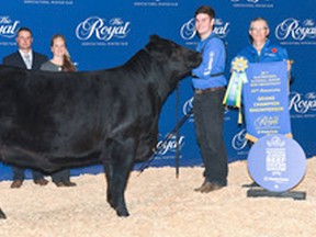 Connor Rodger earned the Overall Grand Champion Showperson title at the National Junior Beef Heifer Show during the recent Royal Agricultural Winter Fair.