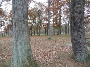 Canatara Park is known for its beautiful oak trees, but gardening expert John DeGroot writes about the potential devastation that the park’s oak, and other oak trees in Ontario, could suffer from if a fungus called oak wilt ever crosses the border into the province from Michigan. (John DeGroot photo)