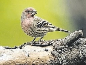 This is a great time of year for observing finches. The house finch can be seen here through the breeding season but it stays here through the winter months as well. (NICHOLAS BELL, Special to Postmedia News)