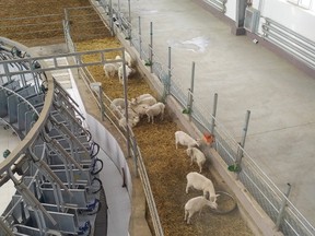 One of Feihe International's goat farms in China. The Province of Ontario has given the company a $24-million grant for its Kingston plant, which is under construction. (Photo courtesy of KEDCO)