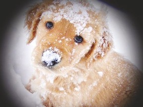 Cute or cold? It's important for dog owners to be mindful of their pet's temperature when heading out into cold weather.
