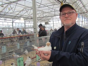 Gary Parsons, secretary-treasurer of the Sarnia Poultry, Pigeon and Pet Stock Association, holds his best of breed-winning helmet pigeon during a show the club hosted Saturday at DeGroot's Nurseries.
 Paul Morden/Sarnia Observer/Postmedia Network