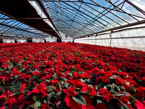 Poinsettias growing in an Ontario greenhouse.