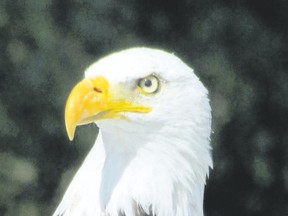 During last year?s Christmas Bird Count there was a record number of bald eagles seen in the London count circle. This species? rebound since the DDT debacle in the mid-20th century underlines the value of bird science and legislative action. (PAUL NICHOLSON/SPECIAL TO POSTMEDIA NEWS)