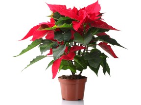 Poinsettia