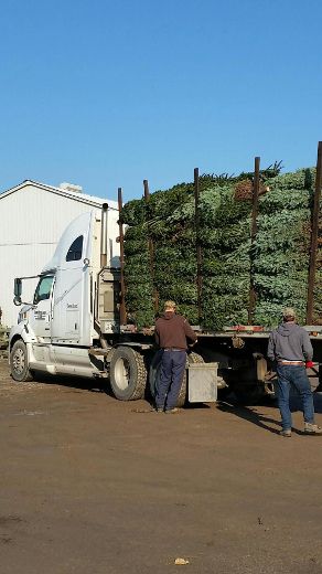 DeGroot Tree farm in Alliston, Ontario is 2,000 acres in size The