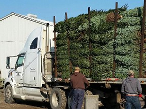 A shipment of fresh-cut balsam Christmas trees arrives in early December. The Christmas tree business is big business, writes gardening expert John DeGroot – even after taking a big hit from the artificial Christmas tree business. (John DeGroot photo)
