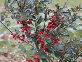 Supplied photo
‘The Holly and the Ivy’ are not figments of some songwriter’s imagination, they actually exist. Winter hardy (to zone 4), Blue Holly has been around for a generation now and is a staple in many Canadian gardens. Don’t be afraid to cut stems this time of year as no harm will be done.