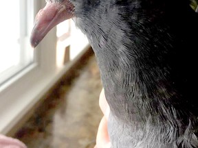 Pete the pigeon was rescued from the cold Monday morning by North Bay resident Ken Ferron, who brought the bird into his home for a few hours before returning it outside. Pete flew off only to return to Ferron's window ledge. Another North Bay resident has agreed to foster the pigeon for a few days.
Submitted photo