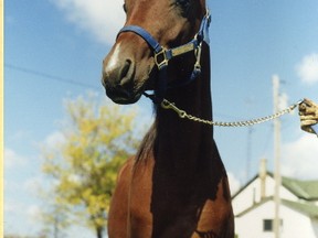 'Tage', a horse owned by Andy and Sharon Russell of Mount Bridges, Ont., suffered a bullet wound and had to be euthanized on Sunday. (Handout/The London Free Press)