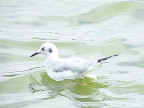 Nineteen gull species have been recorded in and around Niagara Falls. The non-breeding or ?basic? plumage of this Bonaparte?s gull in December is strikingly different from its black-headed summertime look. (PAUL NICHOLSON/SPECIAL TO POSTMEDIA NEWS)