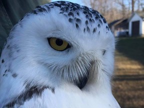 The Bluewater Centre for Raptor Rehabilitation has seen seven Snowy Owls come through their doors in the last two weeks, an unusual phenomenon according to founder Lynn Eaves. (Handout)