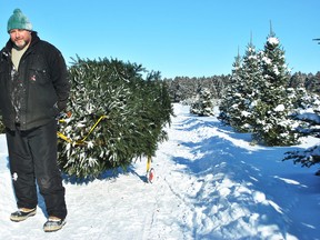 Dan Mielhausen, from Londesborough in Central Huron, carries a tree he cut down at Sloan's Christmas Tree Village in Bothwell back to his vehicle Thursday.