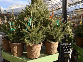 Potted or cut? Every year, Mark and Ben Cullen receive many email messages from curious Canadians who think it would be grand if they bought a nice spruce or pine in a pot, one with roots, and place it in the living room.