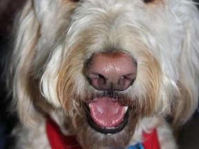 Gavin, a three-year-old Goldendoodle, is pictured in 2012 when he was visiting Lambton College's student residence to help students relieve stress during exam time. The Sarnia-Lambton St. John Ambulance therapy dog program is planning to offer standardized training for "newbie" volunteers thanks to a recent donation from the Lambton Seniors Association. (Observer file photo)