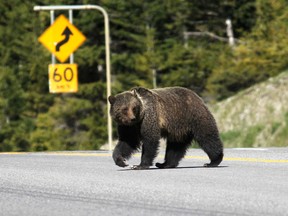 A grizzly bear runs across Highway 93 in Kootenay National Park on June 7, 2014. (Leah Hennel/Calgary Herald/Postmedia Network)