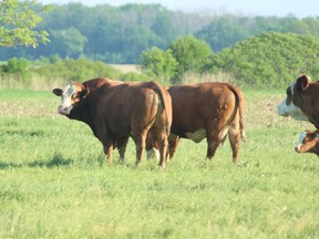 Beef Grazing