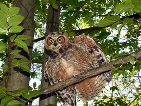 Great horned owl (Handout)