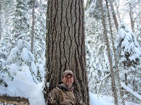 One of the many massive white pines found just north of Sudbury. Photo supplied