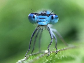 A damsel fly sits on a plant leaf in Kingston, Ont. on Monday, June 26, 2017.
Elliot Ferguson/The Whig-Standard/Postmedia Network