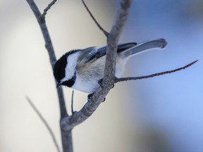 Julia McKay/The Whig-Standard
A black-capped chickadee, seen here on Boxing Day 2017 at Lemoine Point Conservation Area, was just one of 82 species of birds identified in the 70th annual Kingston Christmas Bird Count, held on Dec. 17.