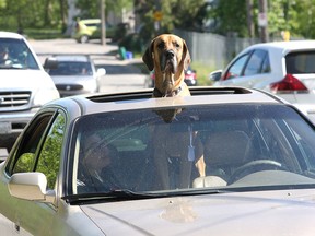 Zeus, a two-year-old great dane, sticks his head out of the sunroof of a Honda belonging to his owners Kassandra Williamson and Johnny Morrison as their car is parked on Rideau Street on Thursday June 1 2017. Ian MacAlpine /The Whig-Standard/Postmedia Network