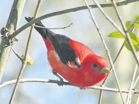 Sometimes, a birder?s most memorable sightings over a year are rarities, or nemesis birds, they hadn?t seen in years. But sometimes the sighting of a more common species, such as a scarlet tanager, can be just as special. (PAUL NICHOLSON/SPECIAL TO POSTMEDIA NEWS)