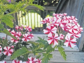 red and white flowers