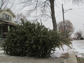 A Christmas tree is shown in this file photo alongside College Avenue in Sarnia. The city will be collecting Christmas trees the week of Jan. 8. The trees are taken to the city's compost site to be ground up into wood chips sold to gardeners and landscapers.   
File photo/Sarnia Observer/Postmedia Network