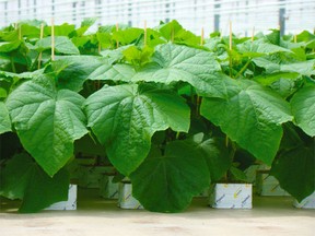 plants - propagation