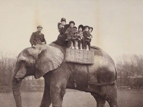 Jumbo the elephant was killed in St. Thomas when he was struck by a locomotive in 1885, but his death is shrouded in mystery. His life and death are the subject of The Nature of Things with David Suzuki documentary, “Jumbo: The Life of an Elephant Superstar.” (Contributed photo)