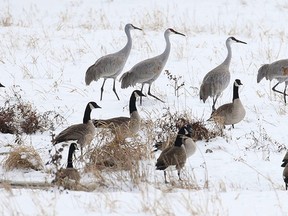 Participants in the Oxford County Christmas Bird Count were surprised to see Sandhill cranes in a breeding area near Drumbo. (Photo by Jeff Skevington)