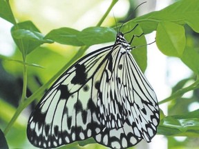 The Cambridge Butterfly Conservatory is a tranquil place with waterfalls, streams, flora and fauna. (Jim Fox/Special to Postmedia News )