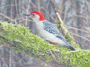 Christmas bird count data show red-bellied woodpecker numbers in the London area are increasing. The CBC count total of 166 species smashed last year’s total of 109 that also had been a new mark for London. (photo by PAUL NICHOLSON/SPECIAL TO POSTMEDIA NEWS)