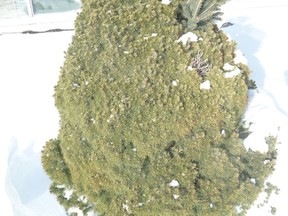 A ‘sport’ growing off a Dwarf Alberta Spruce. Gardening expert John DeGroot explains that in botany, a sport is an anomaly or a mutation found growing on a plant. (John DeGroot photo)