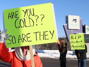A group of people staged a protest against the Ontario SPCA Sudbury and District Animal Centre in Sudbury on Friday. The group spokesperson said they are upset about the lack of response from the SPCA when called to investigate dogs being tied up for long periods of time in severe cold weather. John Lappa/Sudbury Star/Postmedia Network