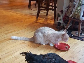 Omelette the chicken has found her new Lambton Shores home to be very comfortable, sharing her surroundings with the Belton family cat.
Handout/Postmedia Network