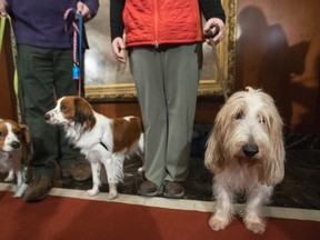 Juno, right, a grand basset griffon Vendeen , and Nederlandse kooikerhondje, Escher, left, and Rhett, center, are shown by their handlers during a news conference at the American Kennel Club headquarters, Wednesday, Jan. 10, 2018, in New York. (AP Photo/Mary Altaffer)