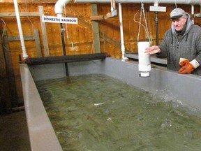 Jake Van Rooyen tosses food into a tank of rainbow trout at the Bluewater Anglers hatchery in 2017. The club recently updated hatchery operations at its annual meeting. (Paul Morden/Sarnia Observer)