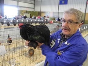 Photo by Jesse Cole Reporter/Examiner
Rico Sebastianelli shows off one of his birds taking part in the competition at the second annual Peavey Mart Alberta Poultry and Pigeon Show in Stony Plain. Sebastianelli is a grandmaster breeder with decades of experience breeding poultry.