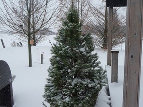 Despite frigid weather, John DeGroot found the snow round his Christmas tree disappeared in the days following Christmas, and the tree toppled over. How could the snow disappear? It evaporated. (John DeGroot)