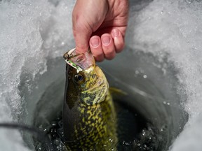 A crappy is hooked ice fishing. Ashley Rae photo