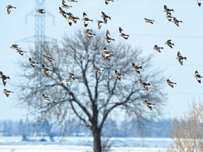 Snow buntings breed in Canada?s Arctic archipelago but, through the winter, flocks of these dramatically coloured and highly social birds can be seen across Southwestern Ontario foraging for grain in fields and picking at grit on country roads. (MICH MacDOUGALL, Special to Postmedia News)