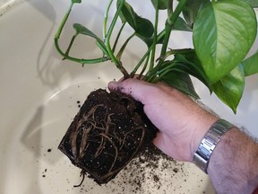 If you have an indoor plant that is languishing, now is an appropriate time to pot it up into a larger sized container. First, pull the plant out of its existing pot and examine the roots. If they are 'hitting the wall' of the pot and twirling round in circles that is a sign that the plant is under stress.