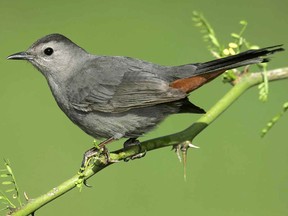 The annual bird count at the St. Clair National Wildlife Area came up with fewer birds on Jan. 1, likely because of the colder weather. But bird counters did find a rare gray catbird, shown here from a National Audubon Society photograph.
