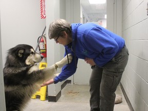 Nitro, the first dog to be designated as a “dangerous dog” by city council, is seen playing with animal services employee Lesley Renshaw. The city seized him from his previous owner and had him rehabilitated. (Laura Broadley/Times-Journal)