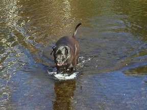 The public is urged to keep an eye out for Jade, a five-year-old mastiff, who got loose Tuesday in the Capreol/Hanmer area.